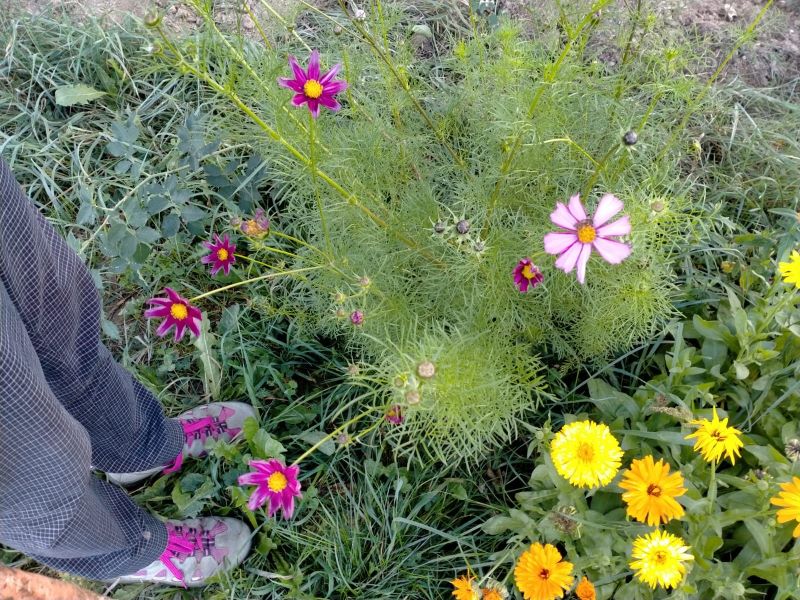 Jardin partagé « Les potagères en folie » à Villard de Lans